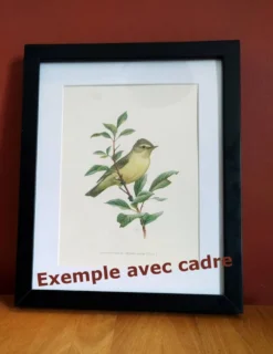Planche ancienne oiseaux Années 1960 - Chevalier Gambette - Illustration