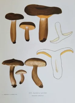 Planche botanique champignon, 1960
