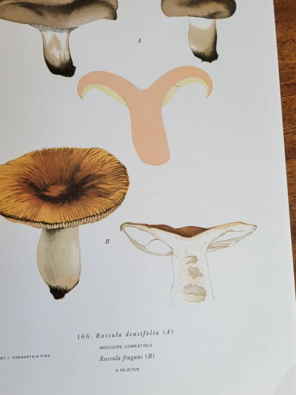Planche botanique champignon, 1960