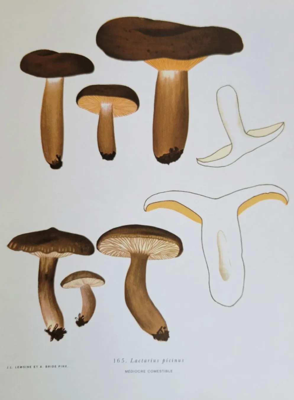 Planche botanique champignon, 1960