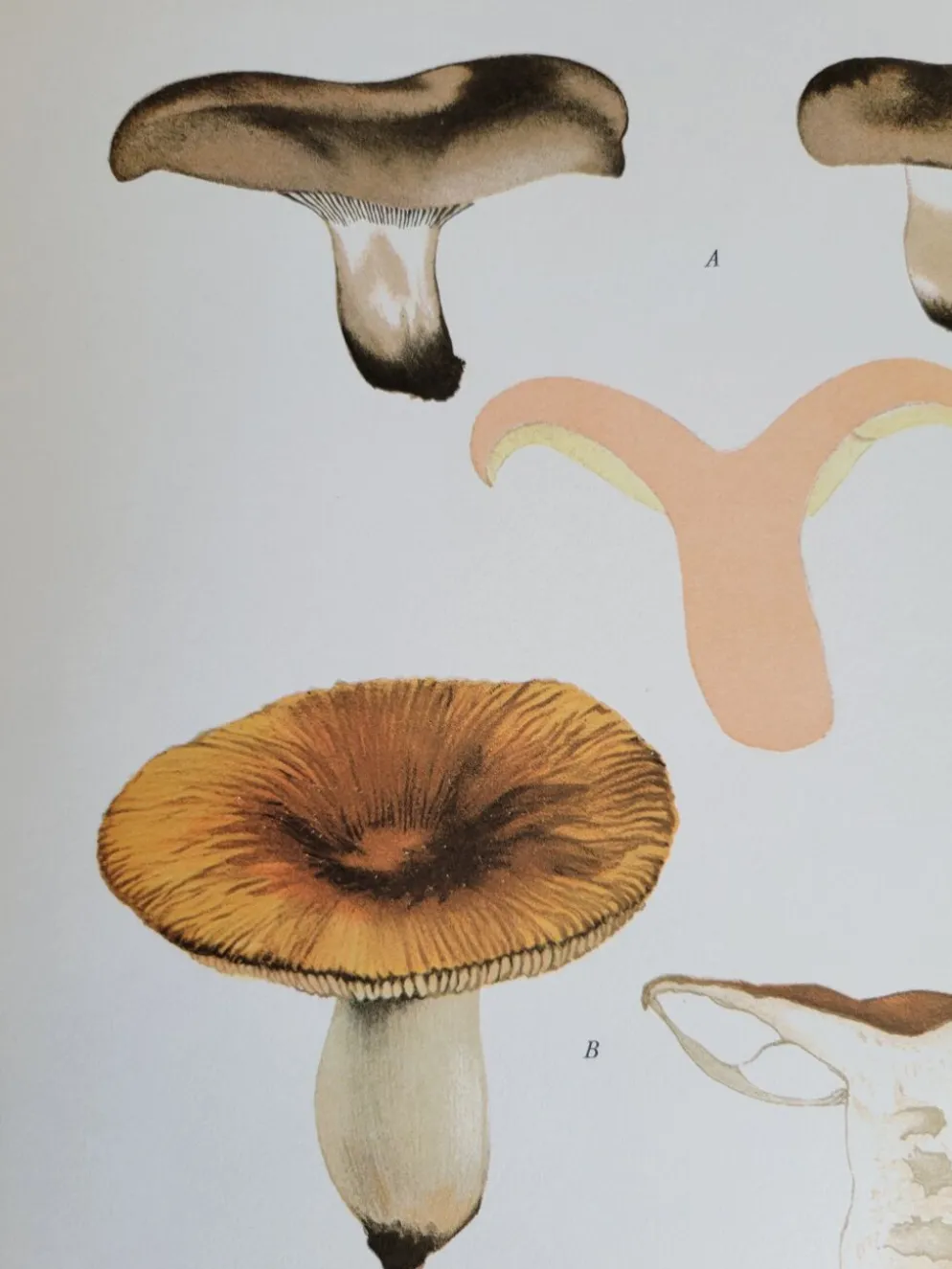 Planche botanique champignon, 1960