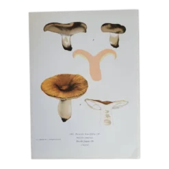 Planche botanique champignon, 1960