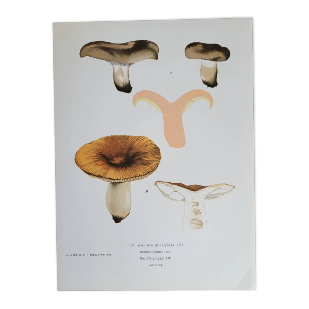 Planche botanique champignon, 1960