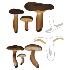 Planche botanique champignon, 1960