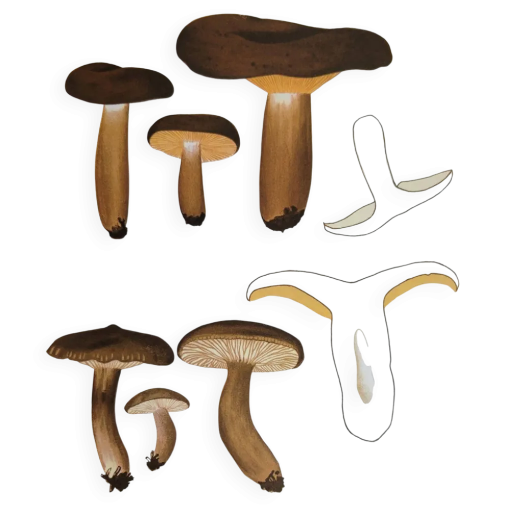 Planche botanique champignon, 1960