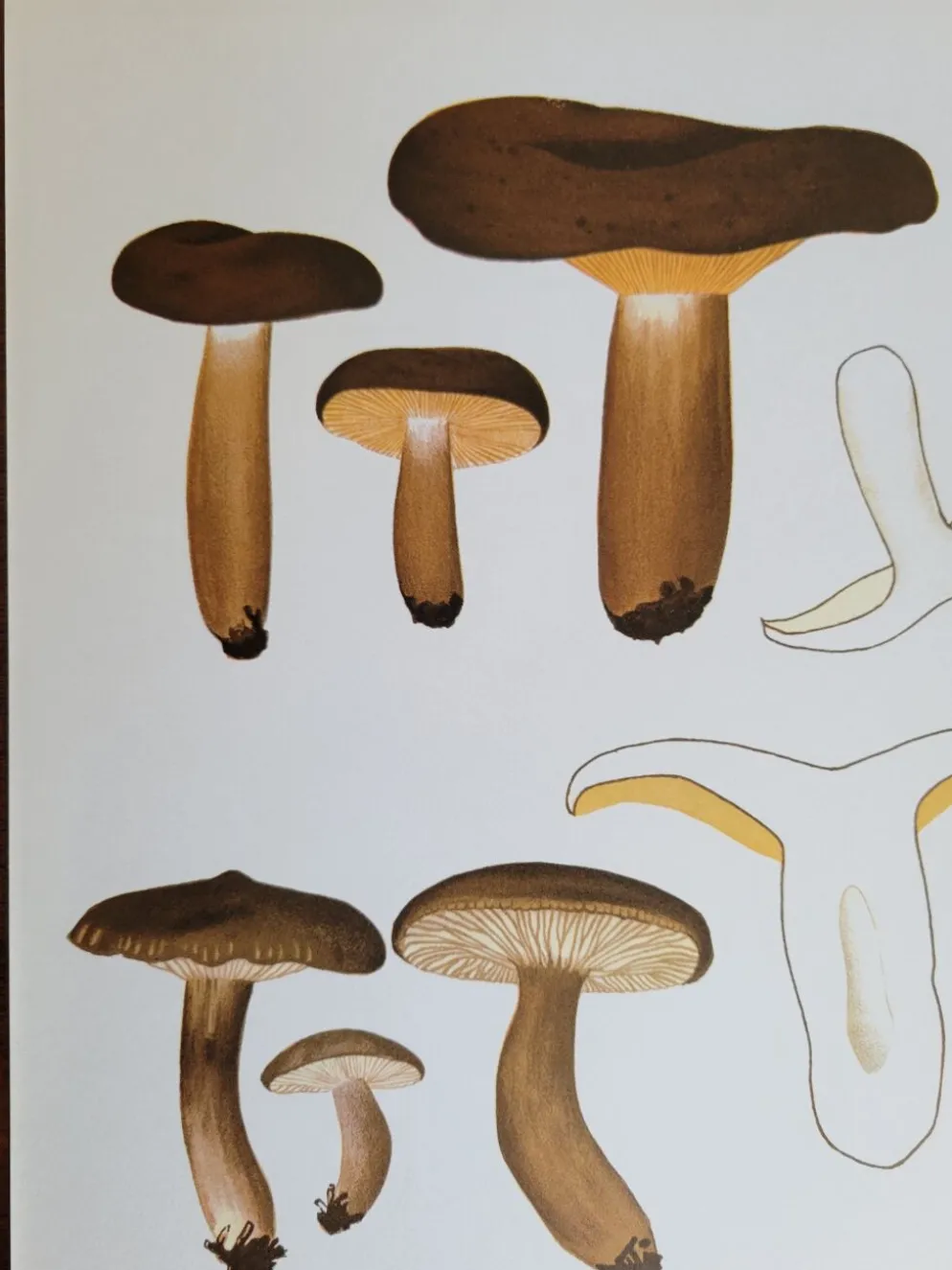Planche botanique champignon, 1960