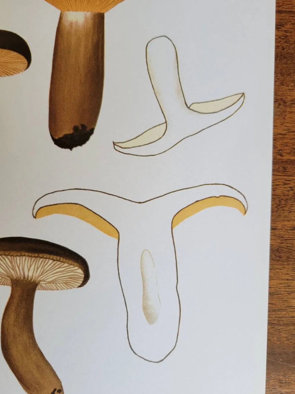 Planche botanique champignon, 1960