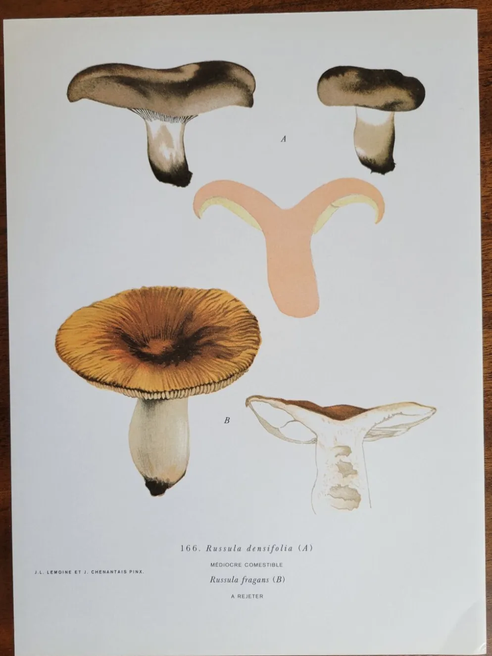 Planche botanique champignon, 1960