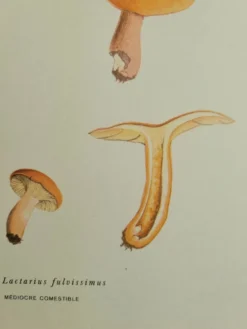 Planche botanique champignon, 1960