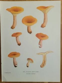Planche botanique champignon, 1960