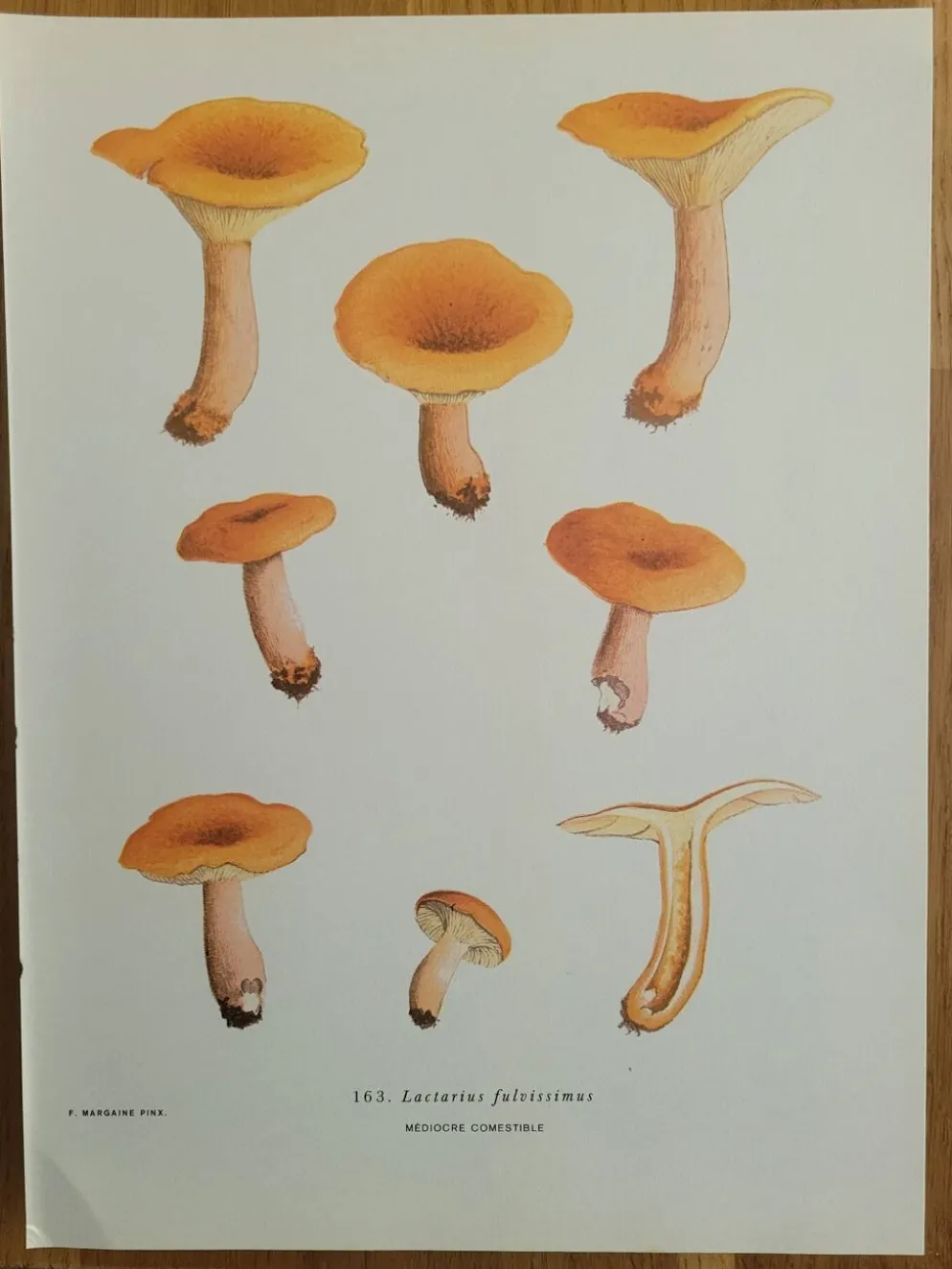 Planche botanique champignon, 1960