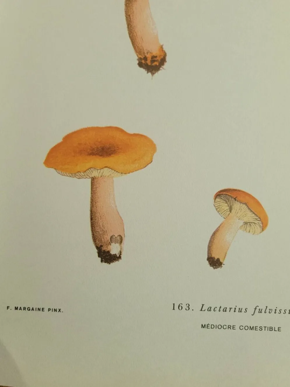 Planche botanique champignon, 1960