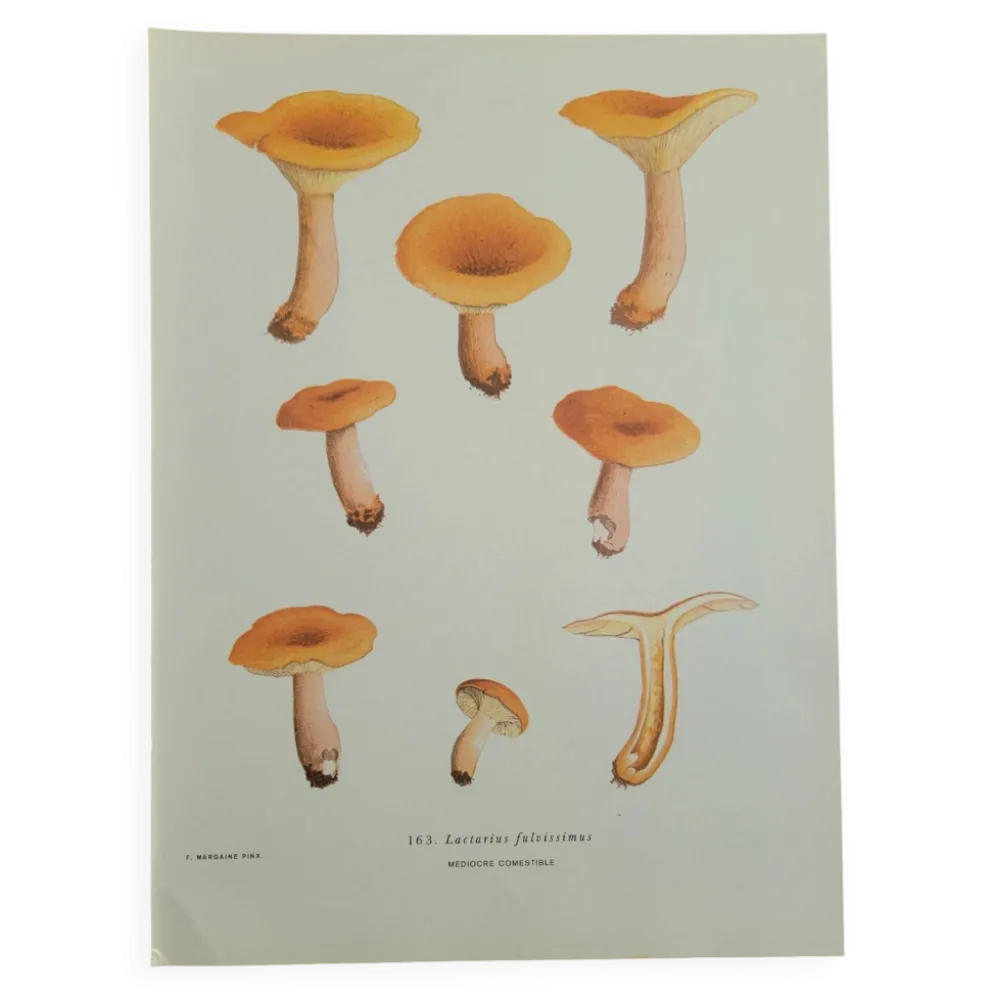 Planche botanique champignon, 1960