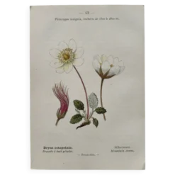 Planche Botanique 1800 Gravure naturaliste ancienne 19eme recto verso