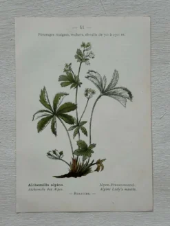 Planche Botanique 1800 Gravure naturaliste ancienne 19eme recto verso