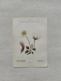 Planche Botanique 1800 Gravure naturaliste ancienne 19eme recto verso
