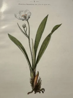 Planche Botanique 1800 Gravure naturaliste ancienne 19eme recto verso
