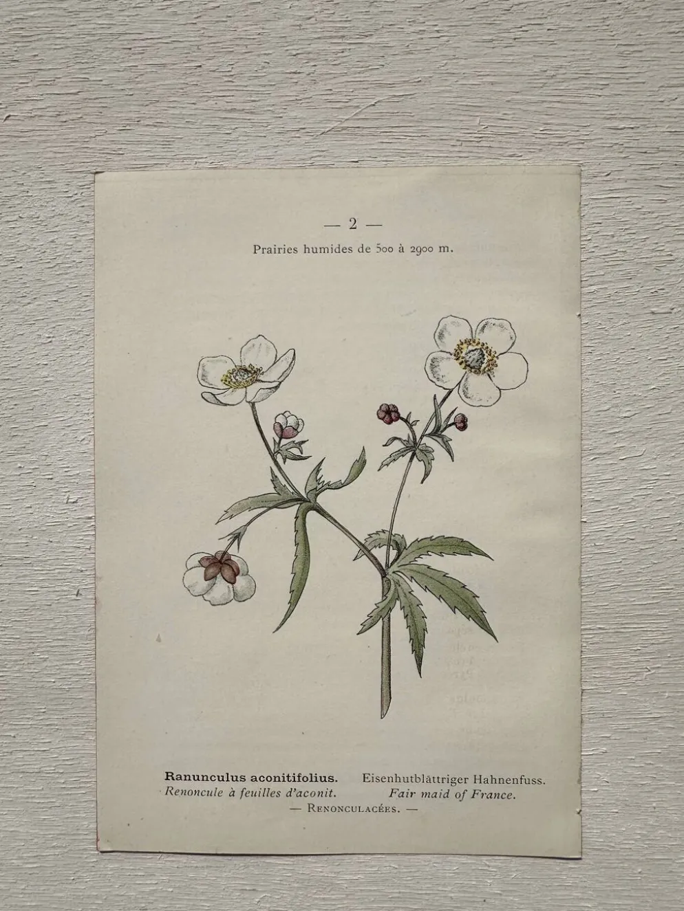 Planche Botanique 1800 Gravure naturaliste ancienne 19eme recto verso