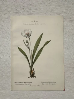Planche Botanique 1800 Gravure naturaliste ancienne 19eme recto verso