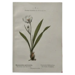 Planche Botanique 1800 Gravure naturaliste ancienne 19eme recto verso