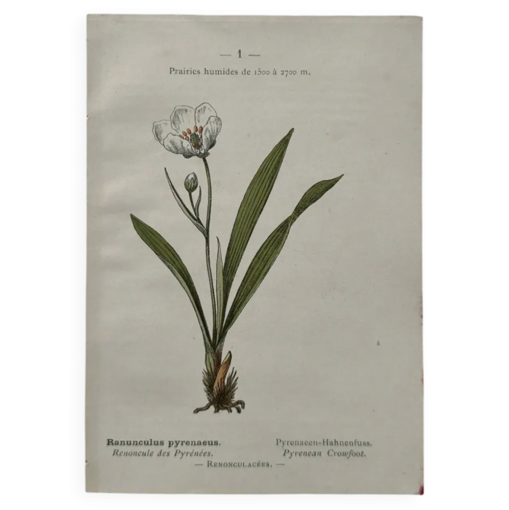 Planche Botanique 1800 Gravure naturaliste ancienne 19eme recto verso