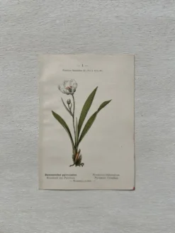 Planche Botanique 1800 Gravure naturaliste ancienne 19eme recto verso
