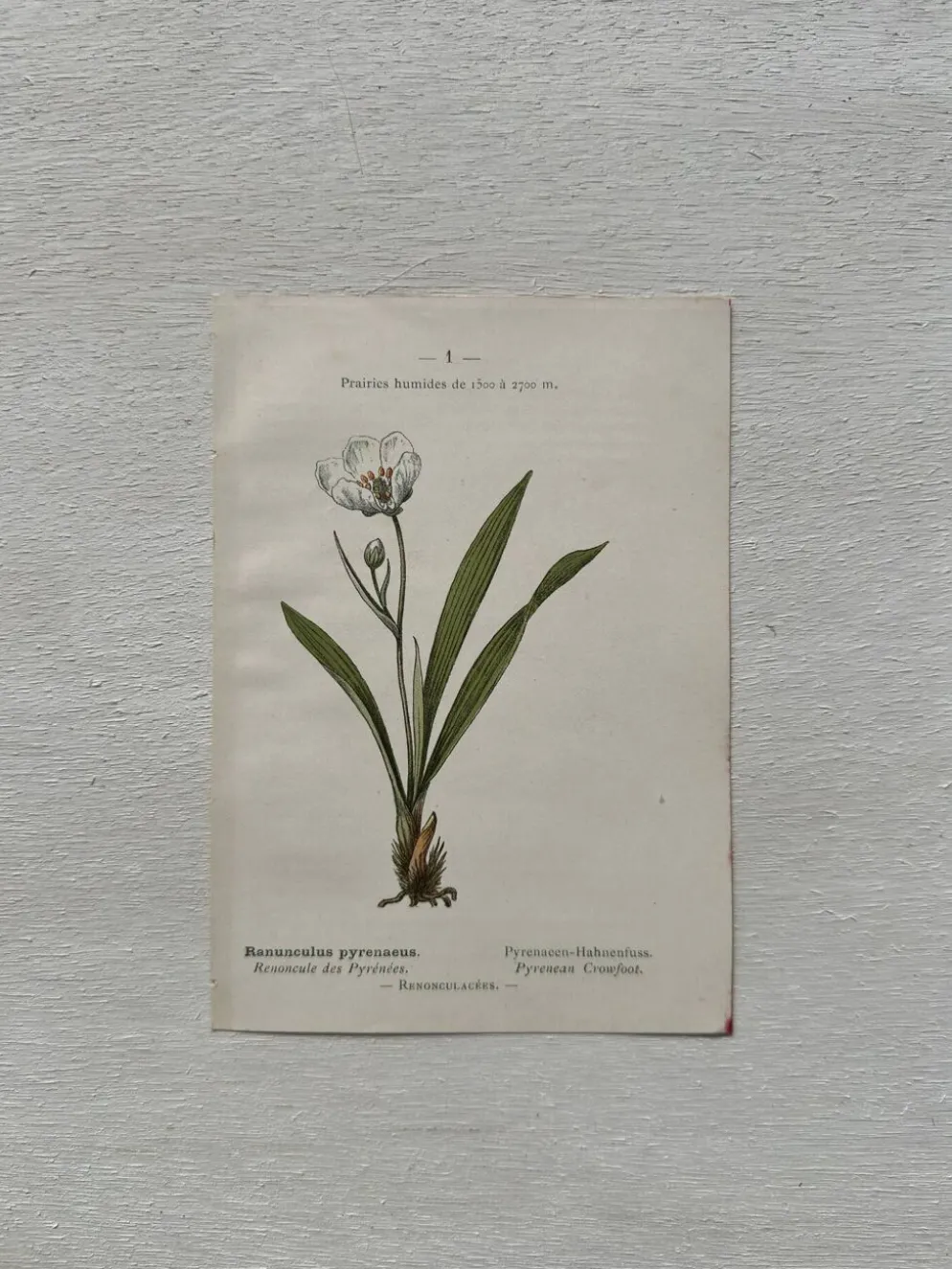 Planche Botanique 1800 Gravure naturaliste ancienne 19eme recto verso