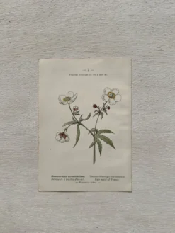 Planche Botanique 1800 Gravure naturaliste ancienne 19eme recto verso