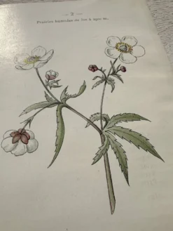 Planche Botanique 1800 Gravure naturaliste ancienne 19eme recto verso