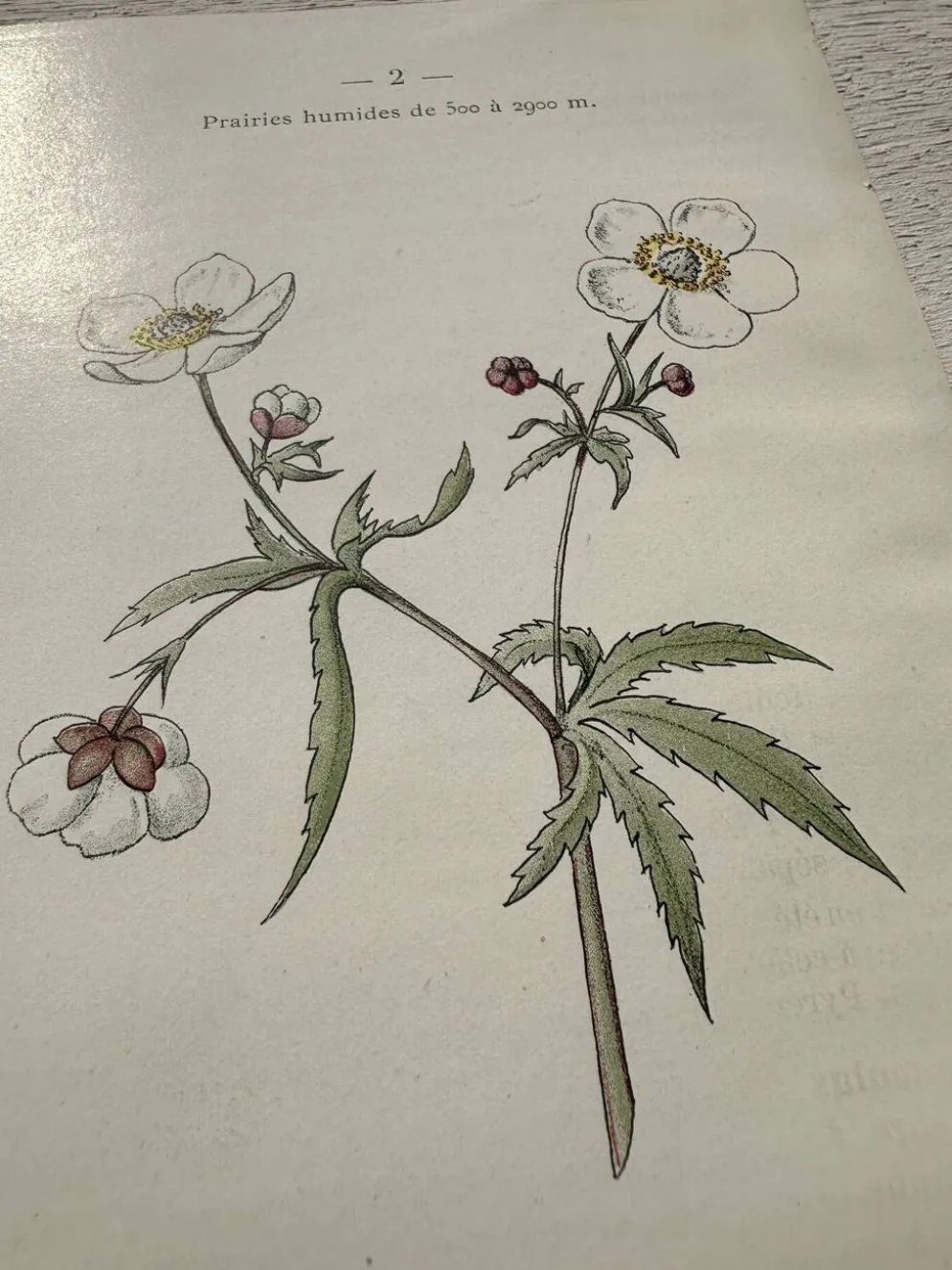 Planche Botanique 1800 Gravure naturaliste ancienne 19eme recto verso