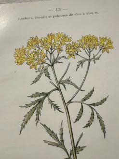 Planche Botanique 1800 Gravure naturaliste ancienne 19eme recto verso