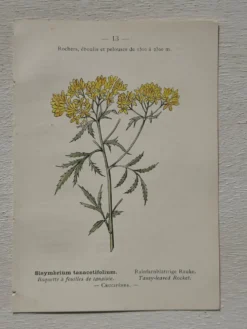 Planche Botanique 1800 Gravure naturaliste ancienne 19eme recto verso