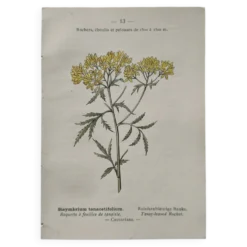 Planche Botanique 1800 Gravure naturaliste ancienne 19eme recto verso