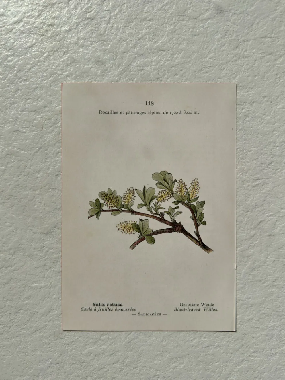 Planche Botanique 1800 Gravure naturaliste ancienne 19eme recto verso