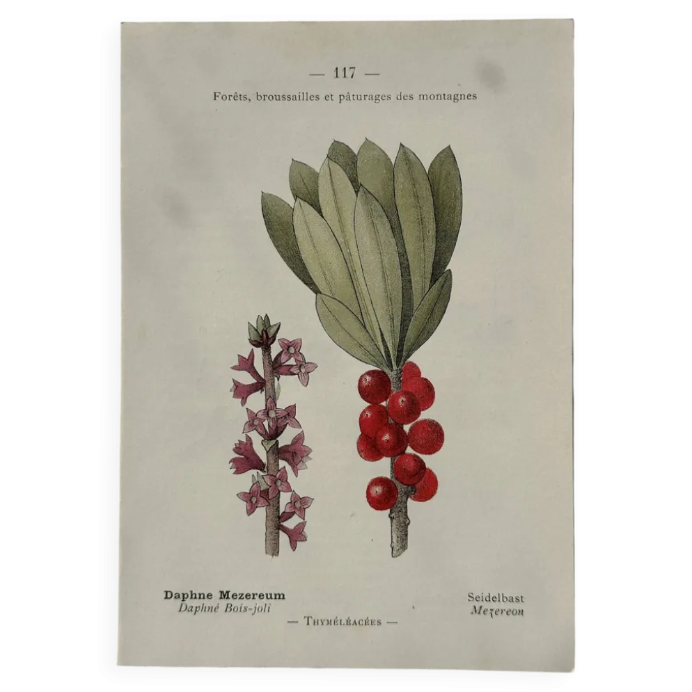 Planche Botanique 1800 Gravure naturaliste ancienne 19eme recto verso
