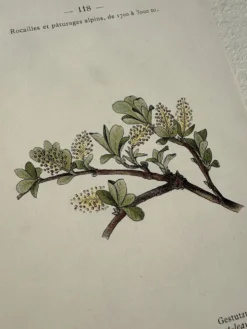 Planche Botanique 1800 Gravure naturaliste ancienne 19eme recto verso