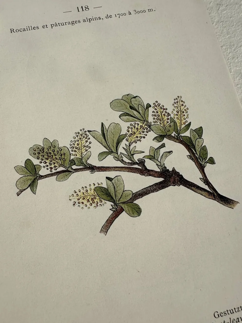 Planche Botanique 1800 Gravure naturaliste ancienne 19eme recto verso