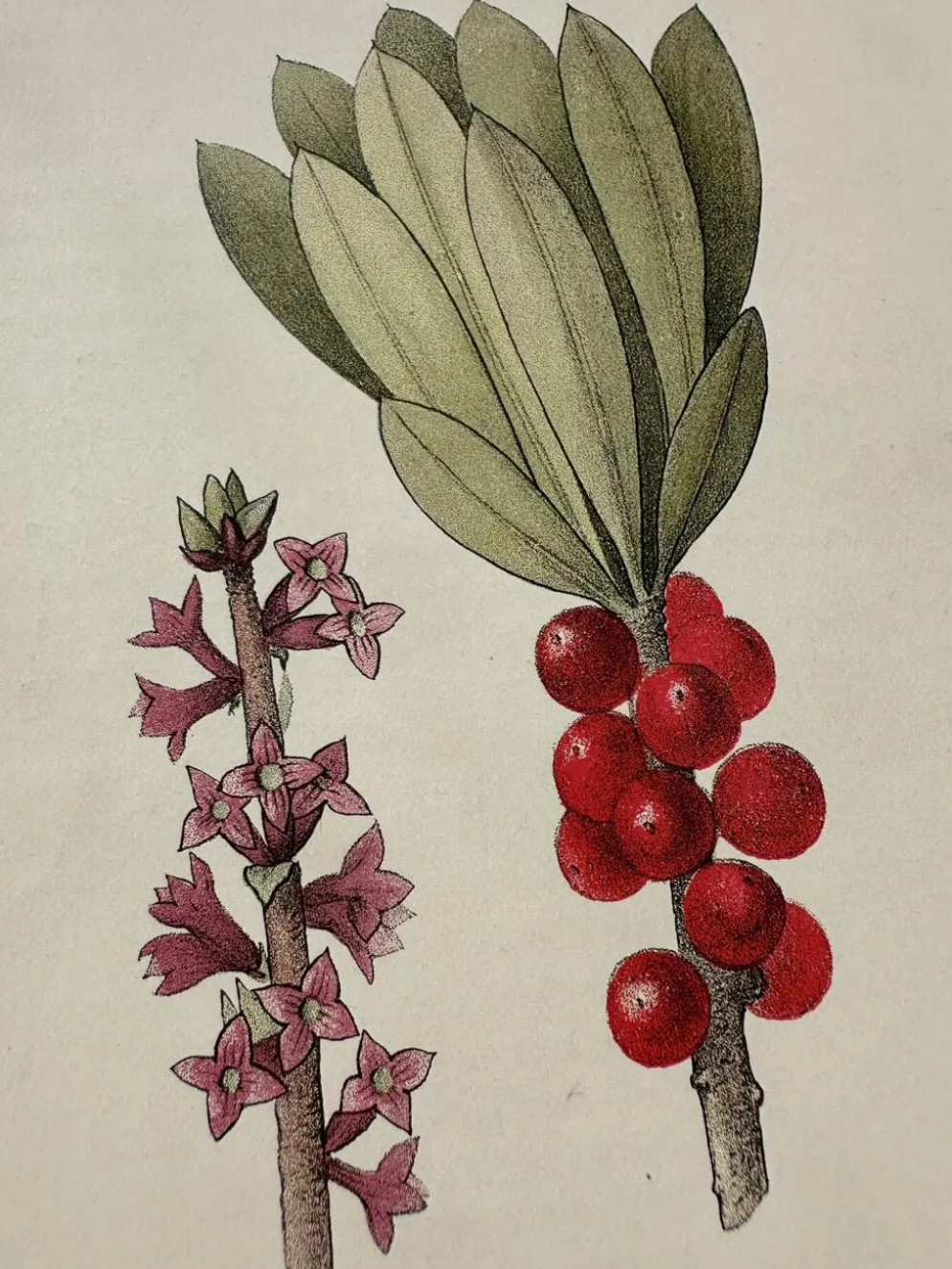 Planche Botanique 1800 Gravure naturaliste ancienne 19eme recto verso