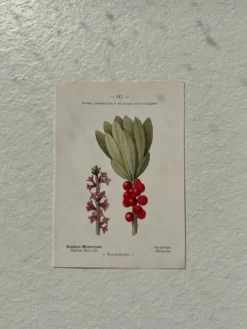 Planche Botanique 1800 Gravure naturaliste ancienne 19eme recto verso