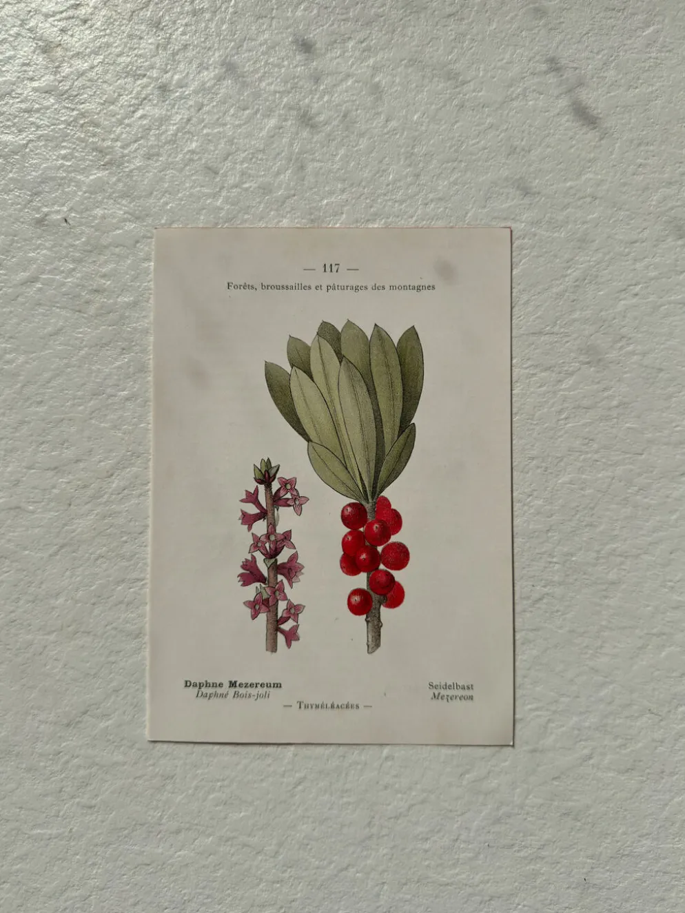 Planche Botanique 1800 Gravure naturaliste ancienne 19eme recto verso