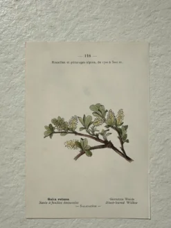 Planche Botanique 1800 Gravure naturaliste ancienne 19eme recto verso