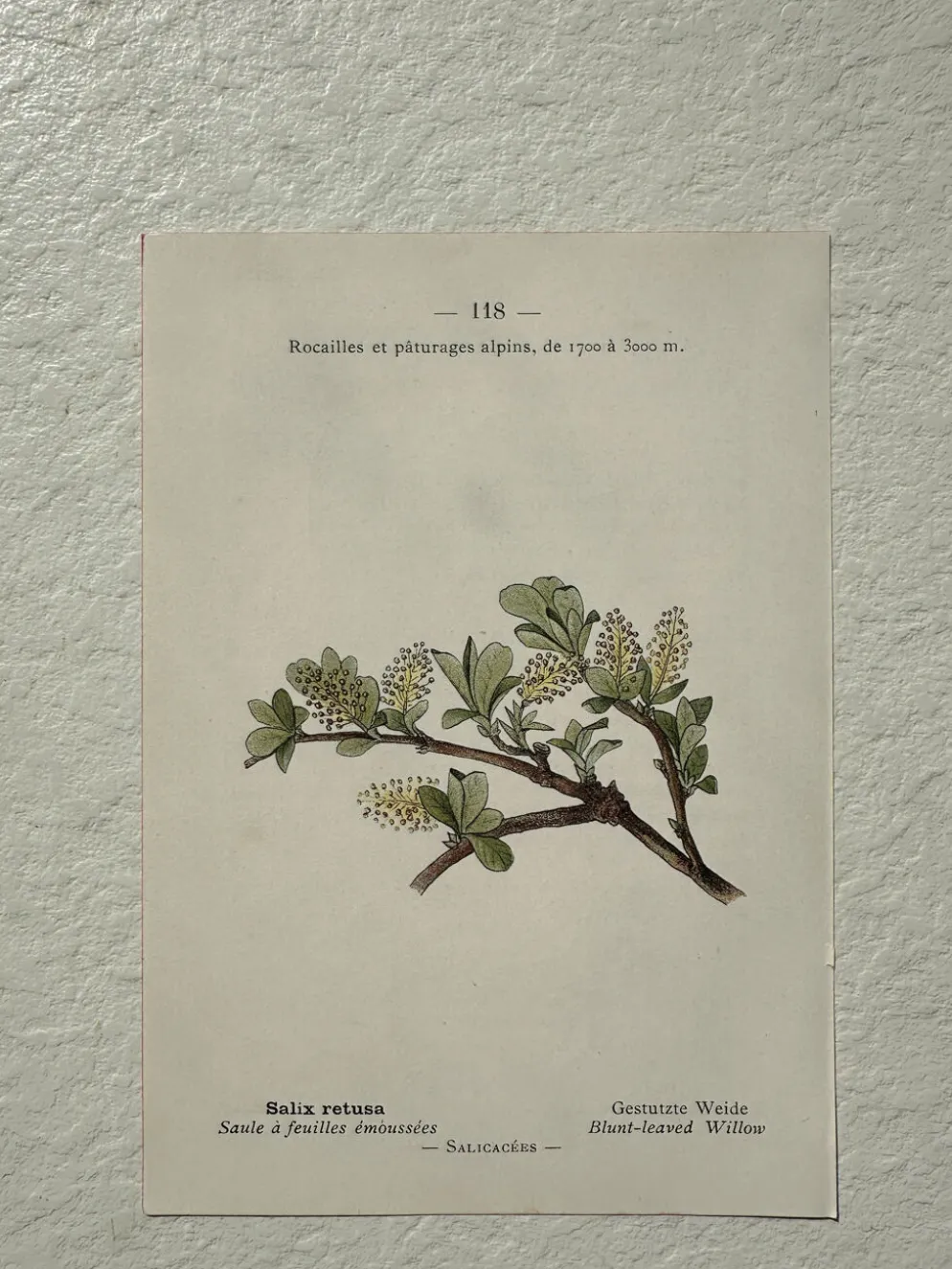 Planche Botanique 1800 Gravure naturaliste ancienne 19eme recto verso