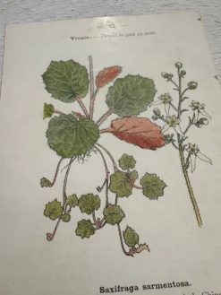 Planche Botanique 1800 Gravure naturaliste ancienne 19eme recto verso