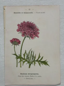 Planche Botanique 1800 Gravure naturaliste ancienne 19eme recto verso