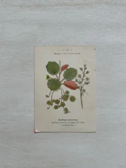 Planche Botanique 1800 Gravure naturaliste ancienne 19eme recto verso