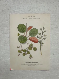 Planche Botanique 1800 Gravure naturaliste ancienne 19eme recto verso