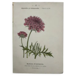 Planche Botanique 1800 Gravure naturaliste ancienne 19eme recto verso