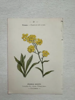 Planche Botanique 1800 Gravure naturaliste ancienne 19eme recto verso