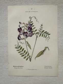Planche Botanique 1800 Gravure naturaliste ancienne 19eme recto verso