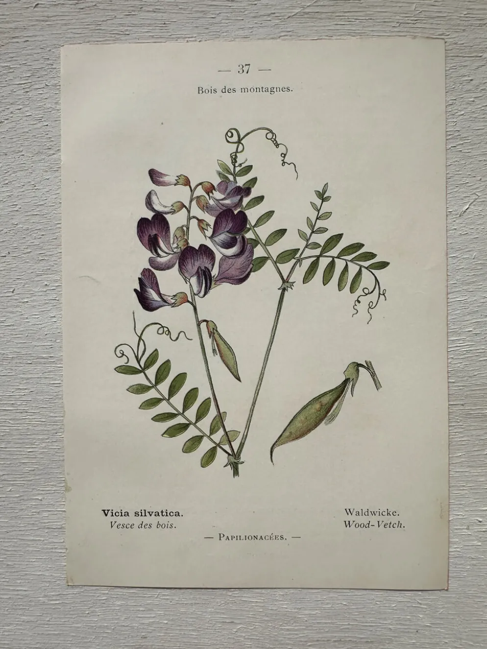 Planche Botanique 1800 Gravure naturaliste ancienne 19eme recto verso
